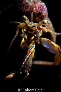 Small Hermit Crab. Nikon, 105mm,single strobe, snoot by Robert Polo 